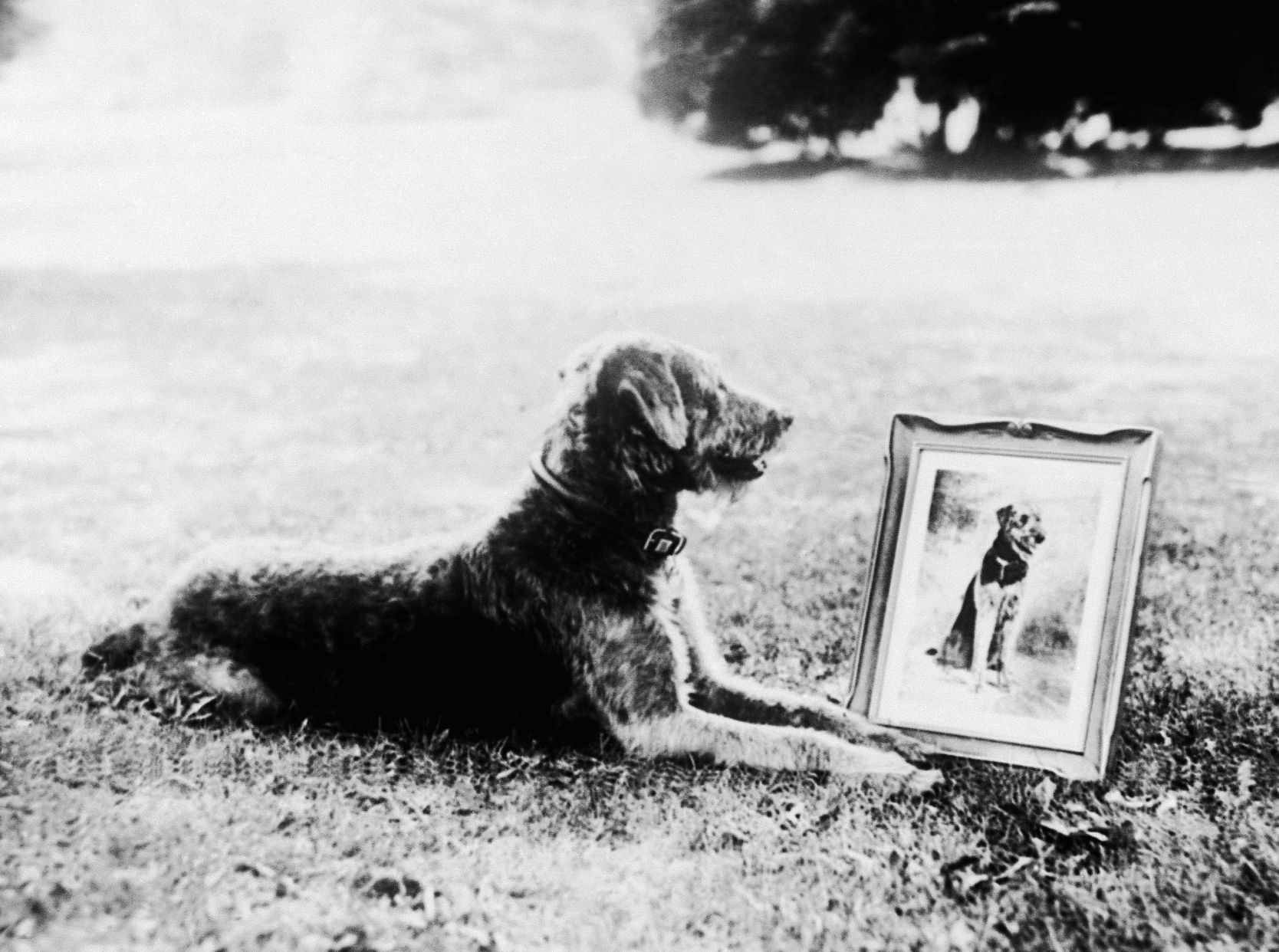 1922, Laddie Boy